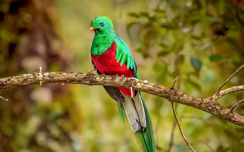 Resplendent Quetzal, bokeh, wildlife, exotic birds, colorful birds, Pharomachrus mocinno, HD wallpaper