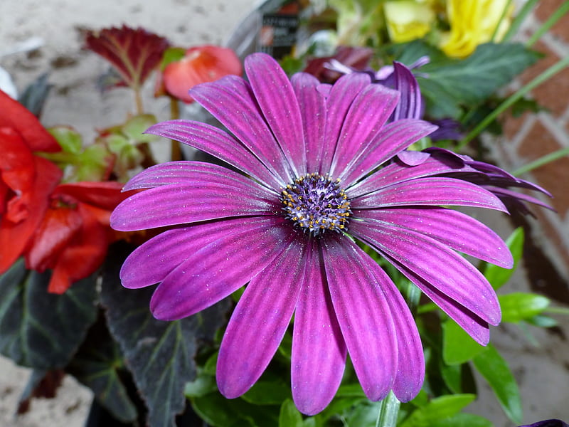 Flower Pot, flower, color, lavender, daisy, HD wallpaper | Peakpx