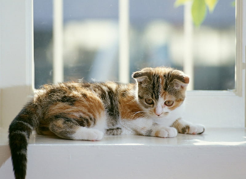 Cat, purr, pussy, animal, HD wallpaper