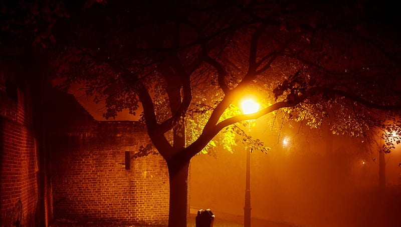 street lamp by a brick wall at night, tree, lamp, brick, wall, night, light, HD wallpaper