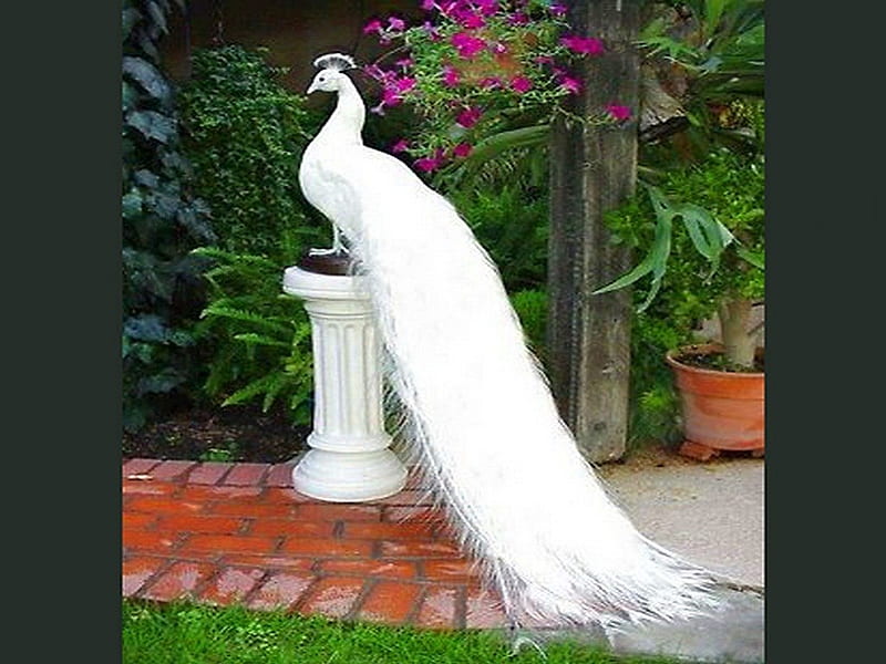 On a pedestal, peacock, flowers, pedestals, white, feathers, HD wallpaper