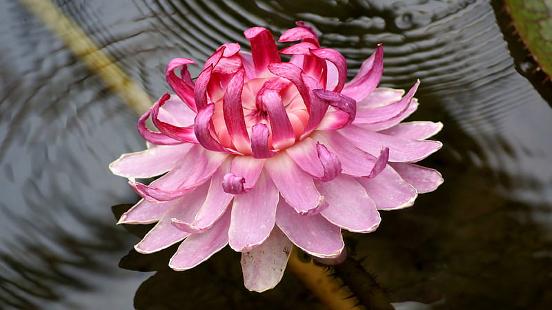 Nymphaeaceae, Water lily, Victoria, Nymphaea, Longwood Hybrid, Lotus, Nelumbo nucifera, Flowers, Flower, HD wallpaper