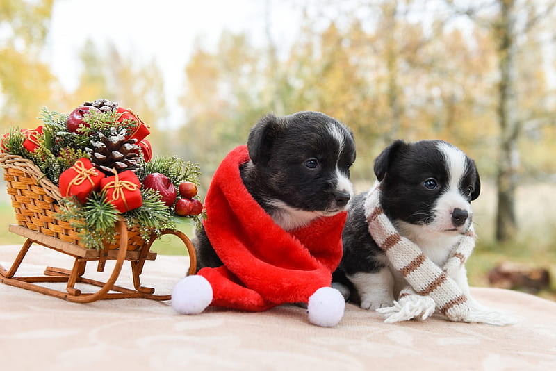 Dogs, Puppy, Baby Animal, Christmas, Dog, Sled, HD wallpaper