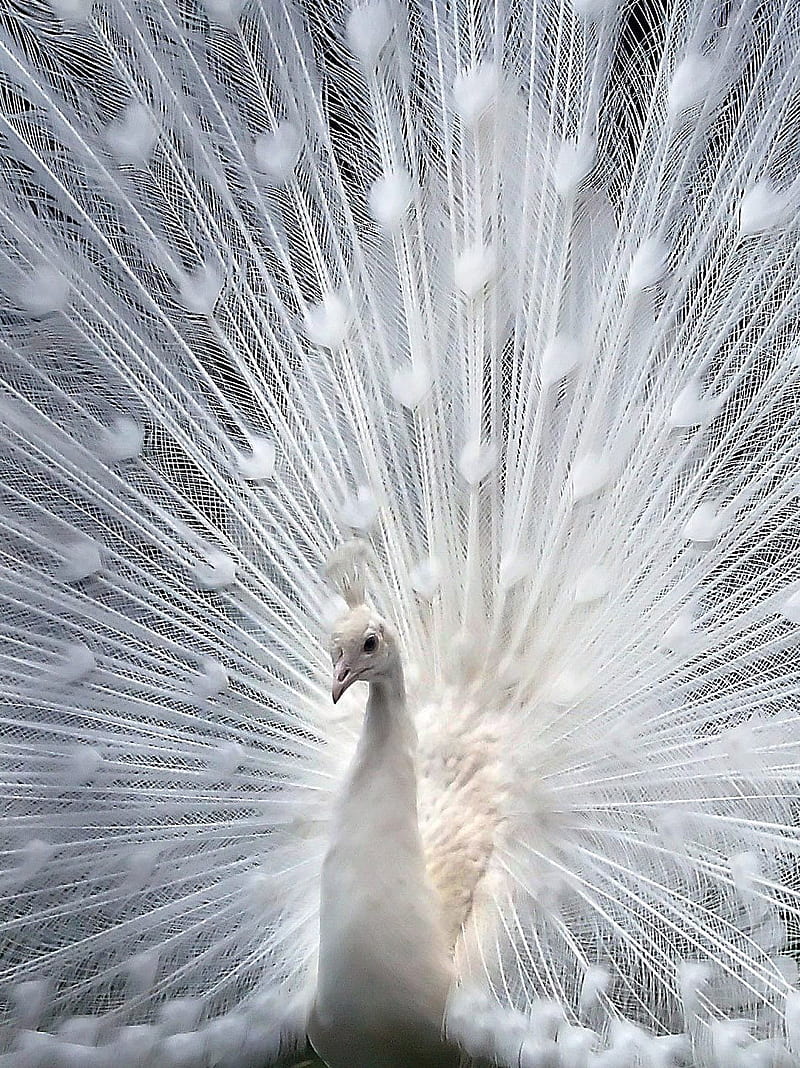White Peacock, bird, cute, india, HD phone wallpaper | Peakpx
