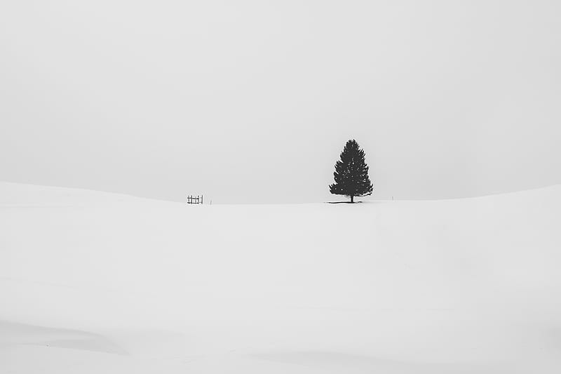 Snow Tree Minimal , snow, tree, minimalism, minimalist, nature, HD wallpaper