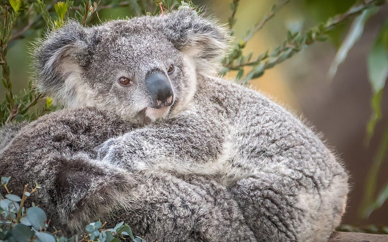 koala, small cute bear cub, gray bear, marsupials, Australia, Phascolarctos cinereus, HD wallpaper