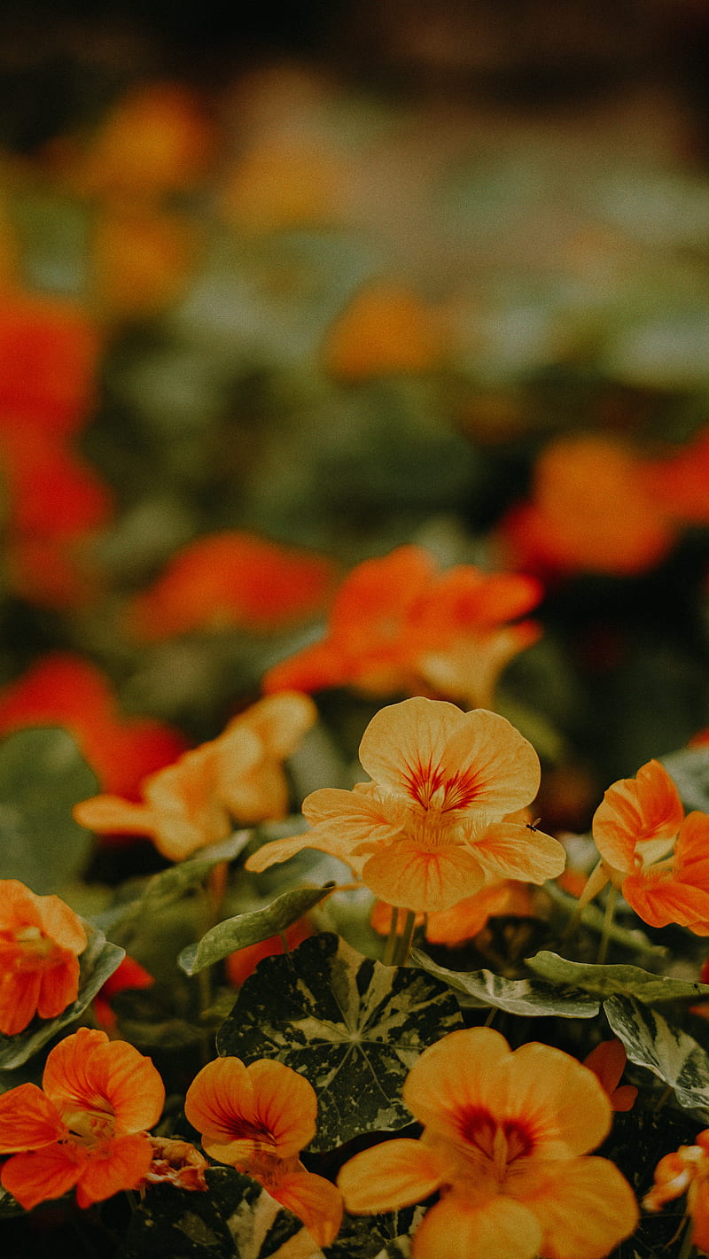 Orange flowers in tilt shift lens, HD mobile wallpaper | Peakpx