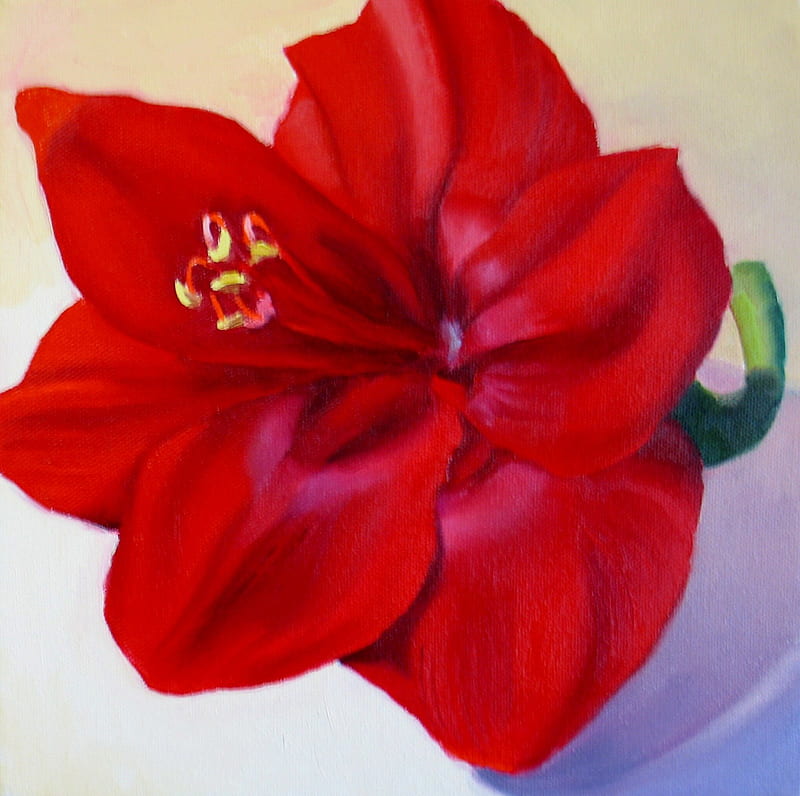 Amaryllis , flower, red, amaryllis, HD wallpaper