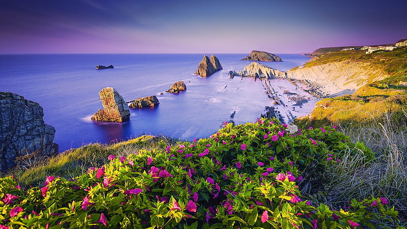 Flowers Grow on the Edge of the Shore, shore, dawn, rocky, flowers, nature, sunset, HD wallpaper