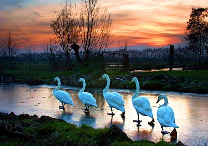 Walking Swans, path, ice, colors, river, sunset, sky, winter, HD wallpaper
