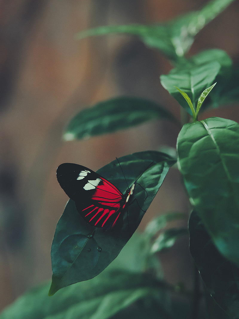 butterfly, leaf, macro, red, HD phone wallpaper