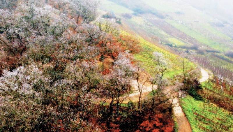 mist on a mountainside in autumn, forest, mountainside, vineyard, road, mist, HD wallpaper