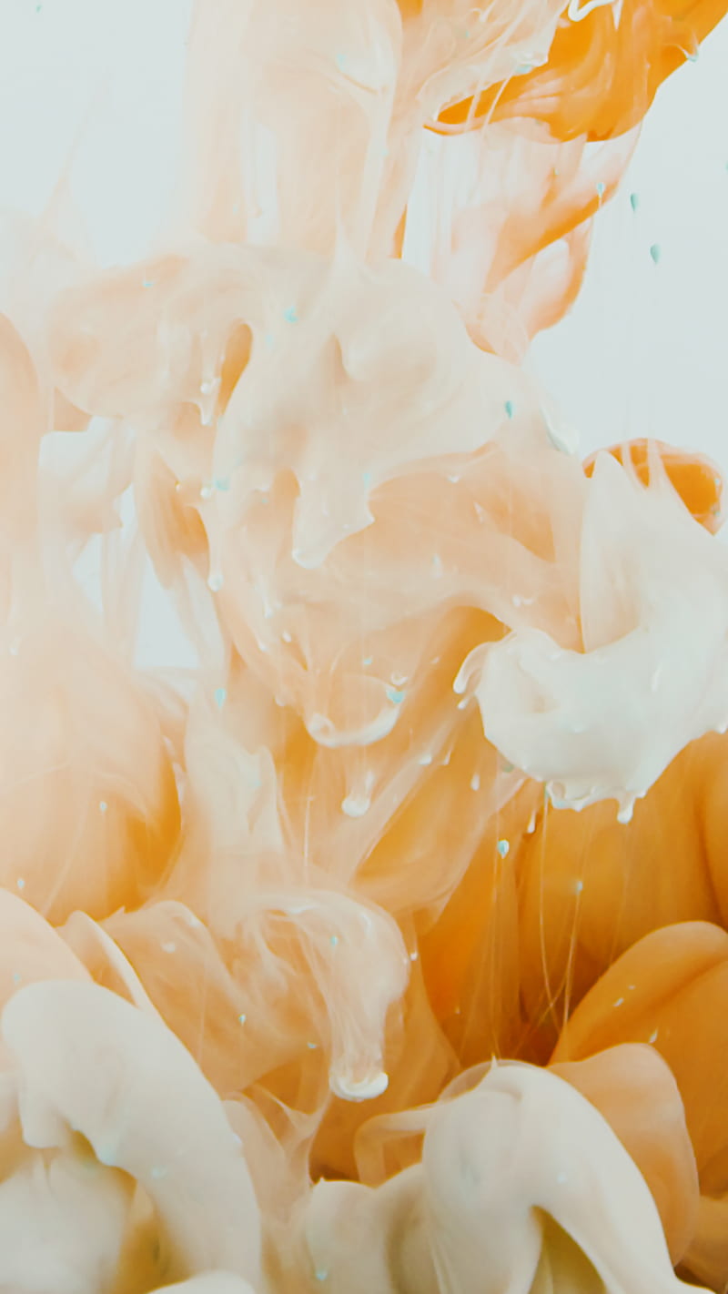White and Orange Flower Petals, HD phone wallpaper