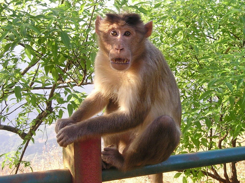Monkey Pauses, still, monkey, trees, animal, HD wallpaper
