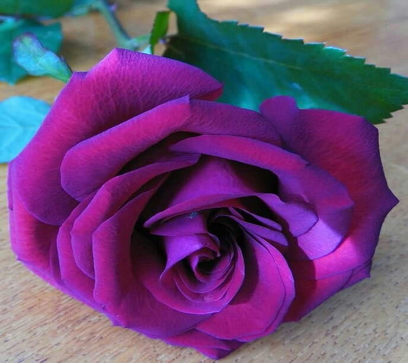 Purple Rose, HD wallpaper