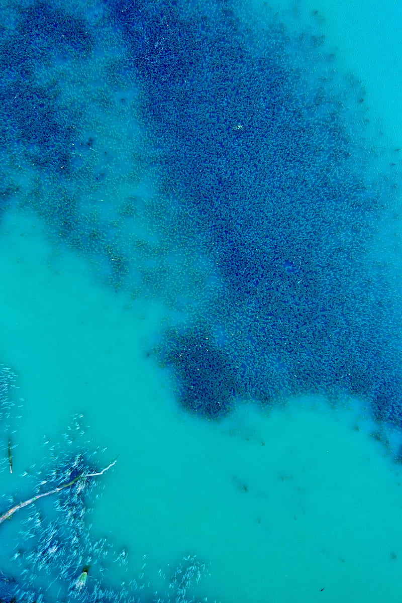 ocean, water, algae, aerial view, HD phone wallpaper