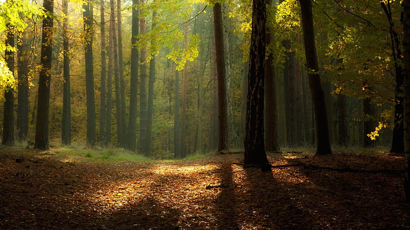 Morning Day, forest, ground, shadow, trees, trunks, leaves, daylight, limbs, day, nature, landscape, light, HD wallpaper