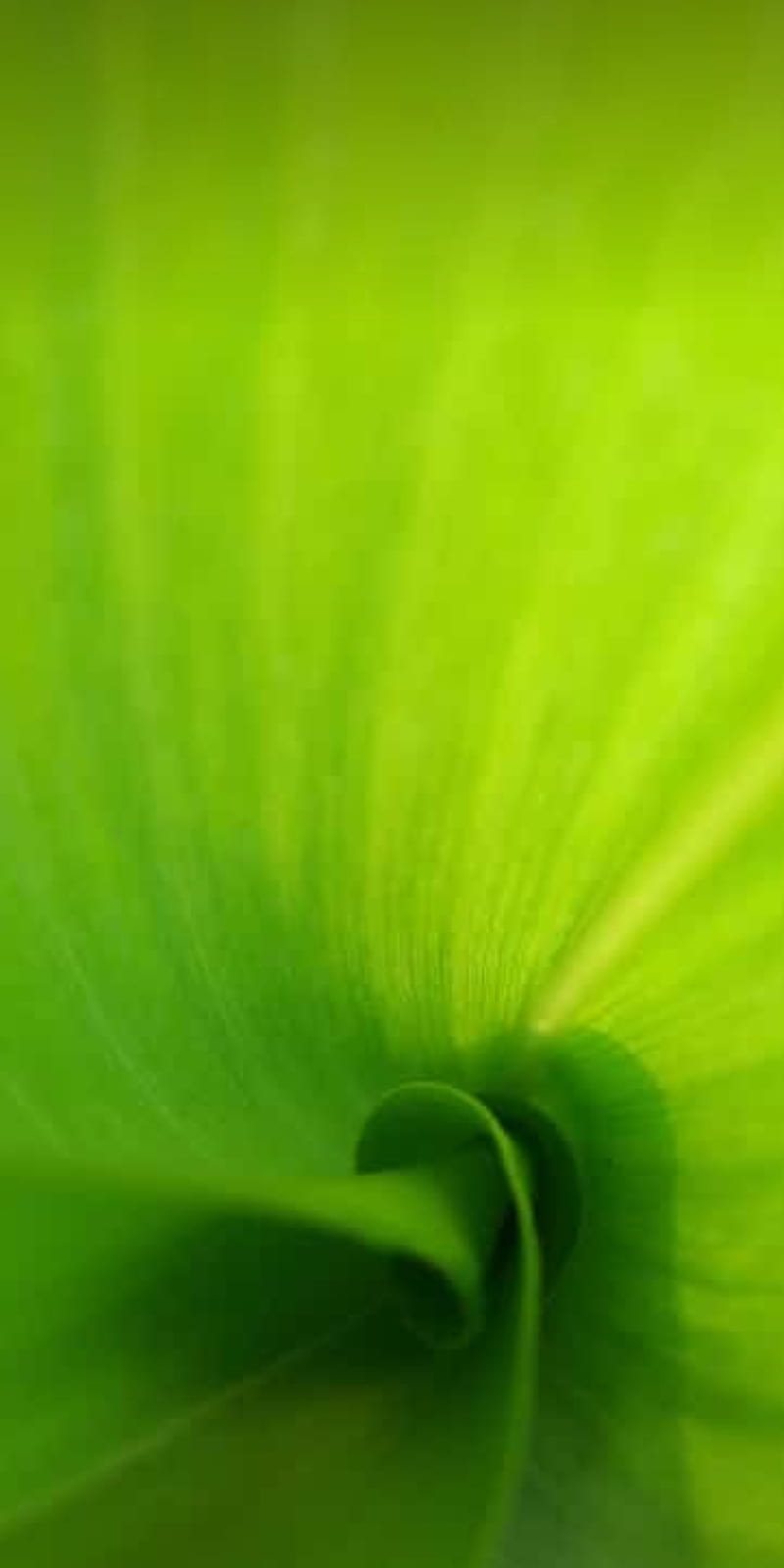 My Green , best , corn leaf, dp, green, iphone, leaf, my green, nature, oppo, yellow, HD phone wallpaper