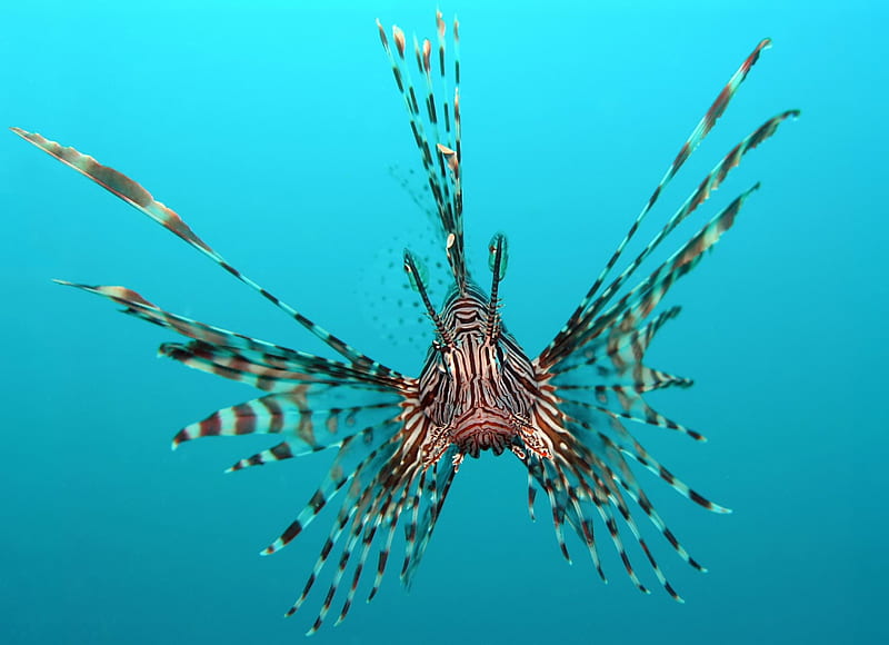 Red lion fish, scales, fins, sea, blue, HD wallpaper