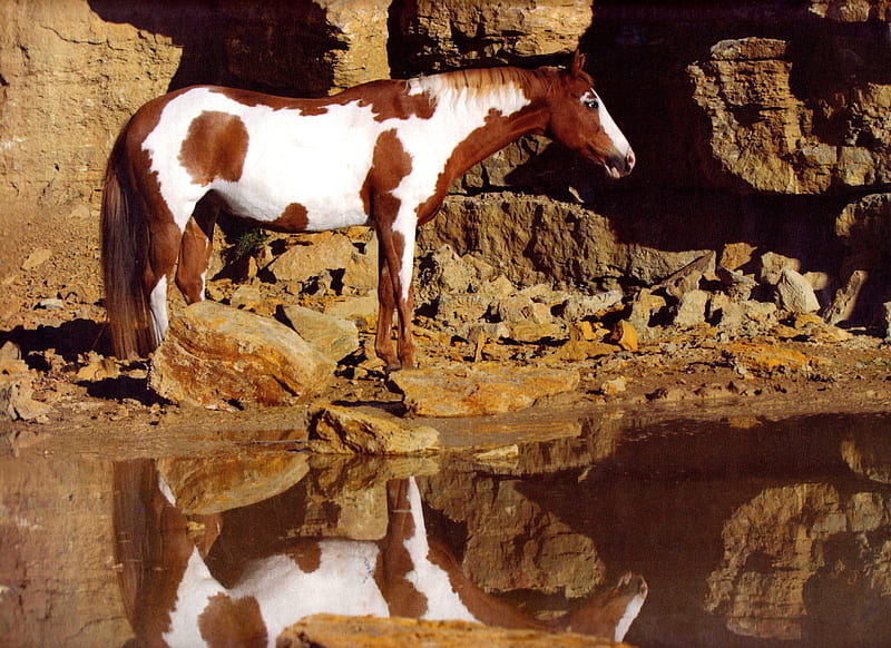 Chestnut Paint, Pinto Horses, Beautiful Horses, Horses, Paint Horses, HD wallpaper