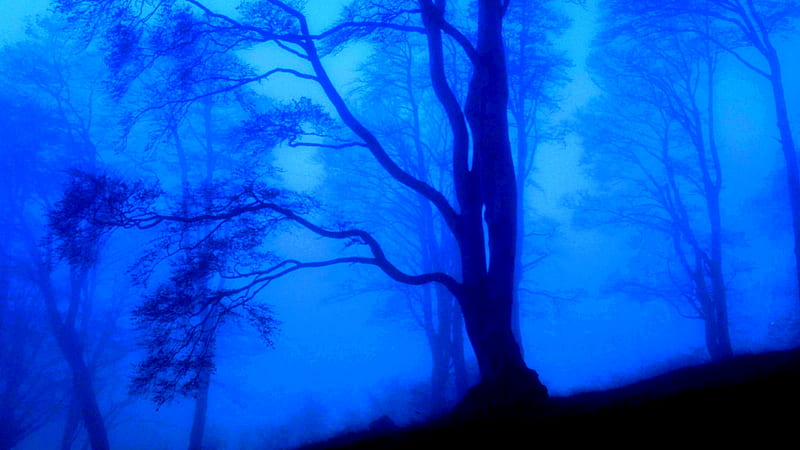 MYSTIC BEECH FOREST, forest, mistic, beech, blue, HD wallpaper