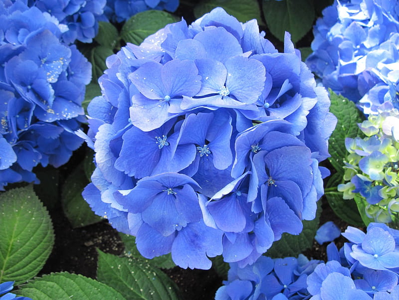 Hortensia azul flores, grafía, verde, hortensia, jardín, flores, Fondo de  pantalla HD | Peakpx