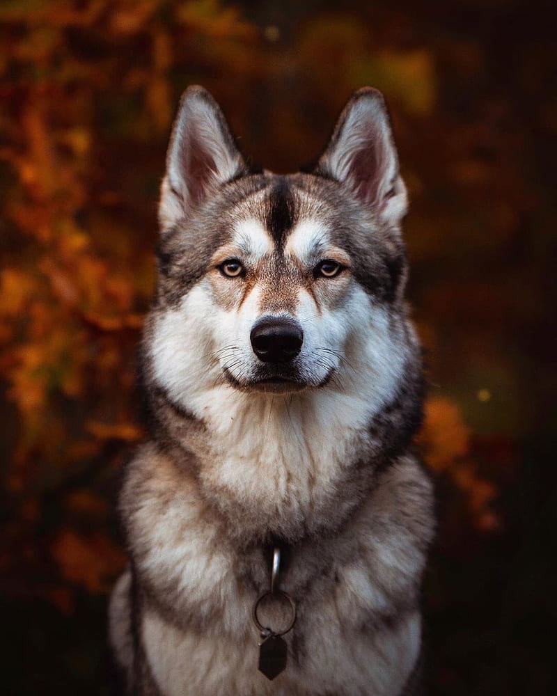 AGGRESSIVE Wolf, aggressive, animal, dog, husky, winter, wolf, HD phone wallpaper