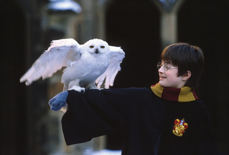 Harry Potter, Daniel Radcliffe, Snowy Owl, Movie, Harry Potter And The Philosopher's Stone, HD wallpaper