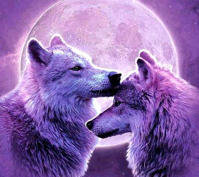 Lobos, luna, morado, pareja, Fondo de pantalla HD | Peakpx