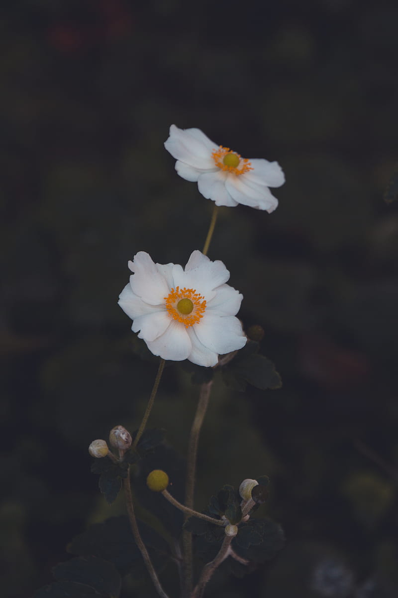 anemone, flower, white, macro, plant, HD phone wallpaper