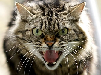 Angry Cat 4K Wallpaper iPhone HD Phone #6881k