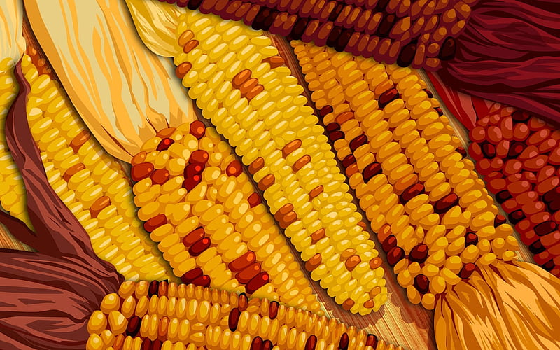 Full of corn cobs - Thanksgiving illustration design, HD wallpaper