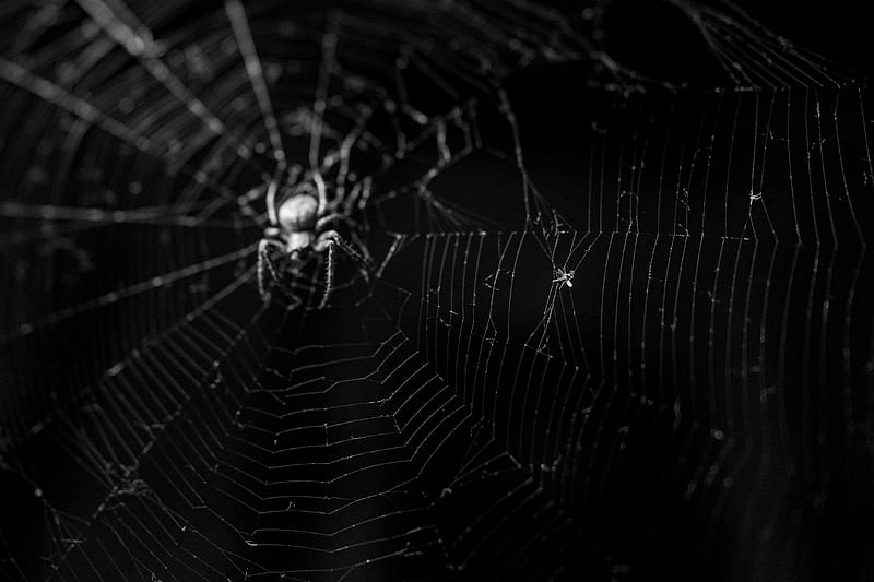 Spiders, Spider, Macro, Spider Web, HD wallpaper