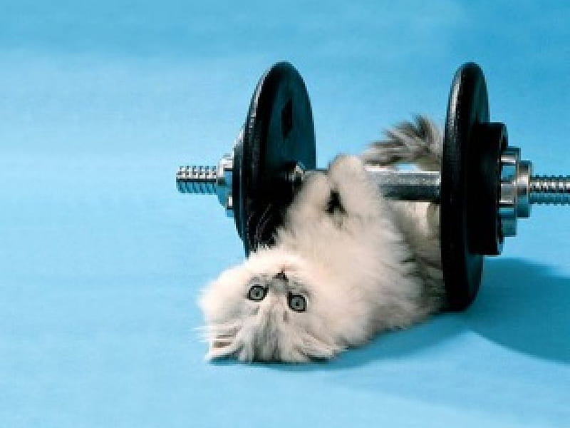 funny kitten, watch out dogs, lifting weights, six more to go, HD wallpaper