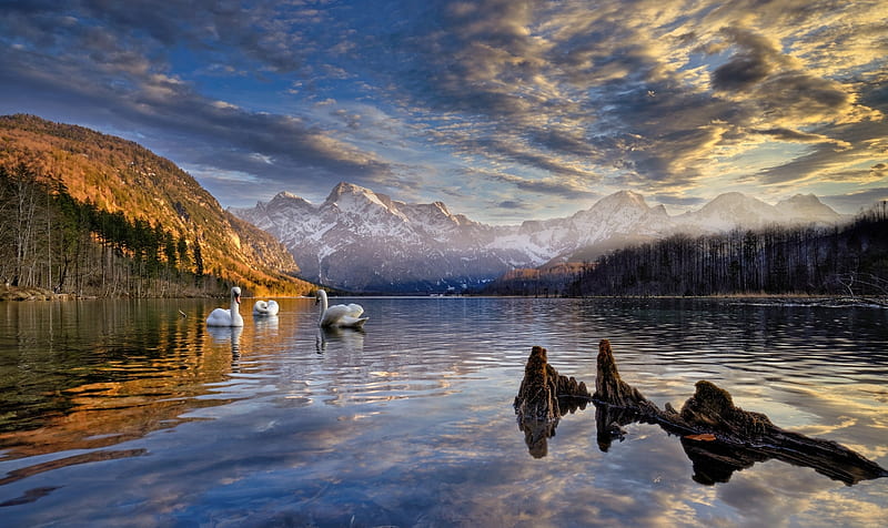austria, almsee lake, clouds, scenery, swans, mountains, snowline, Landscape, HD wallpaper