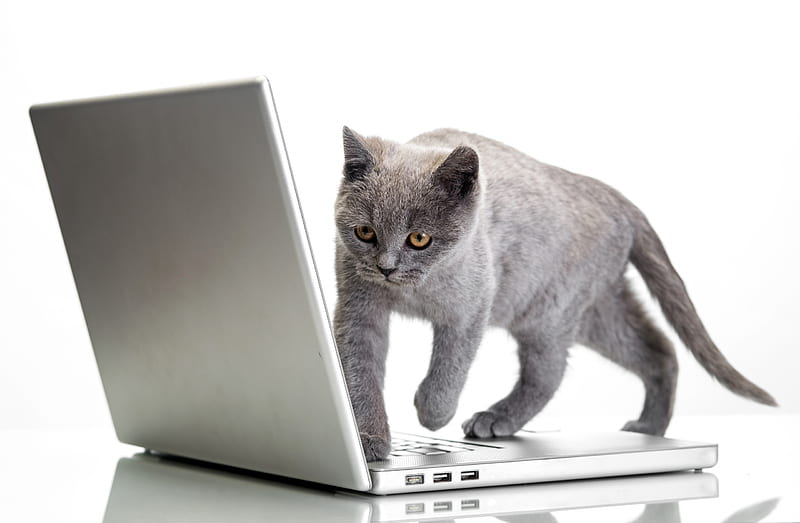 Checking the e-mail, gris, funny, white, cat, laptop, kitten, pisica, HD wallpaper