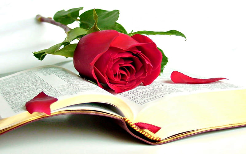 With Love, For Andonia, with love, red roses, red, rose, happy birtay, book, bonito, birtay, sweet, red rose, love, flowers, beauty, for you, bible, red petals, lovely, andonia, roses, nature, petals, HD wallpaper