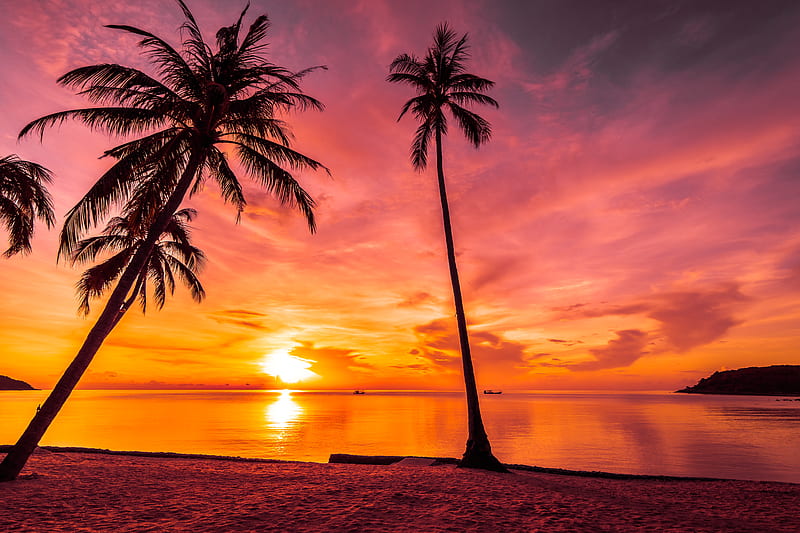 Beach Sunset, beach, Trees, Sunset, Coconut trees, Orange sky, HD wallpaper