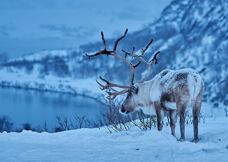 Animal, Reindeer, Depth Of Field, Snow, Wildlife, Winter, HD wallpaper