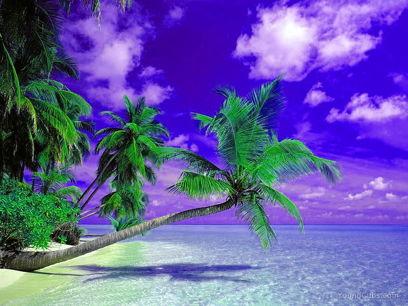 Another20Day20inParadise20Madives.jpg, beach, sand, plamtrees, clouds, sky, HD wallpaper
