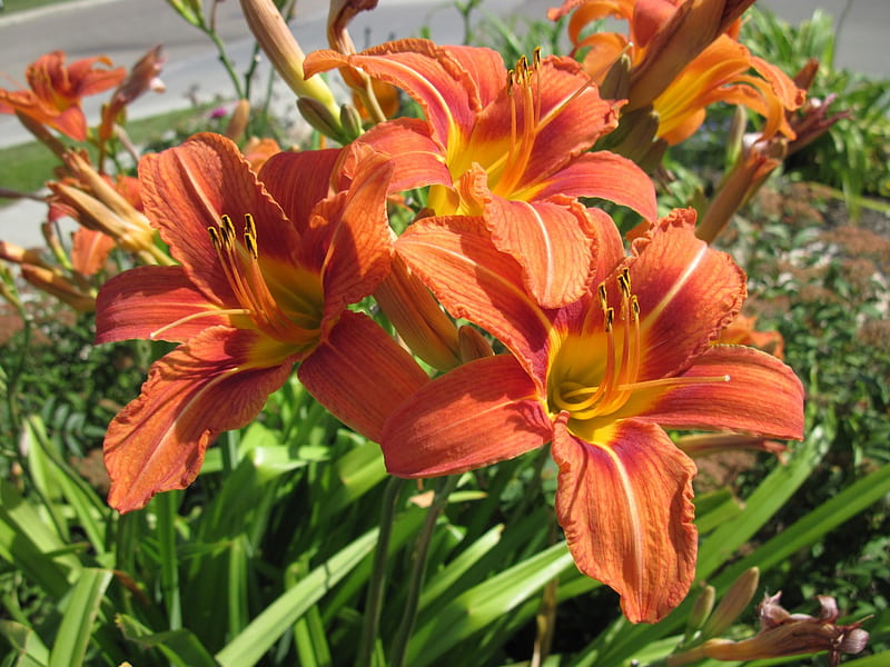 A day on the Acres with Lily , green, orange, flowers, lily, yellow, graphy, HD wallpaper