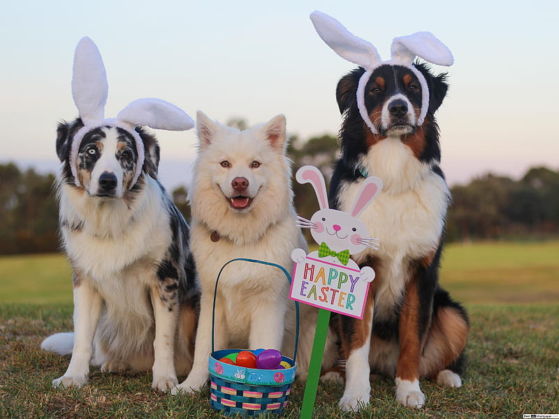 Easter Dogs, Cute Easter Dog, HD wallpaper | Peakpx