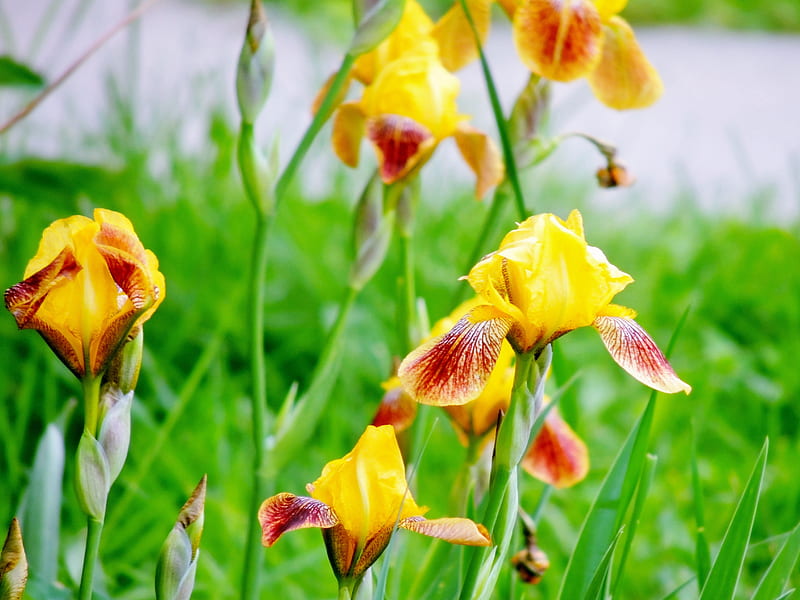 Iris Garden, Garden, Iris, Summer, yellow, graphy, Flowers, Nature, HD wallpaper