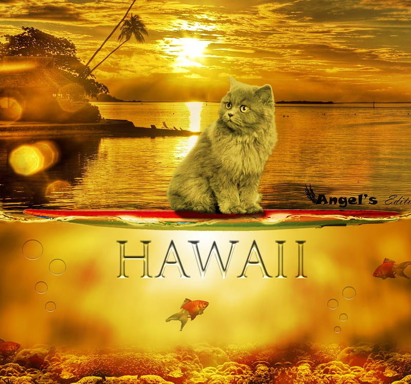 the cat in hawaii, beach, cat, hawaii, cat, HD wallpaper