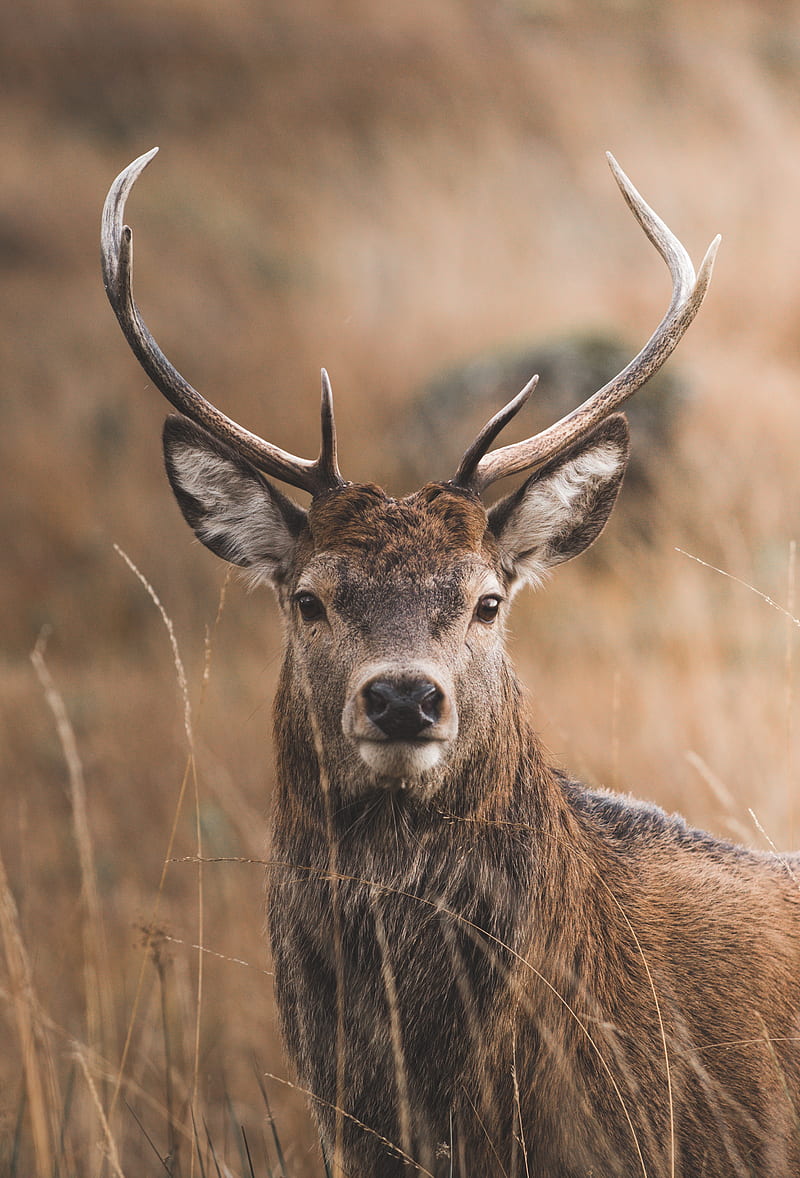 deer, horns, glance, grass, HD phone wallpaper