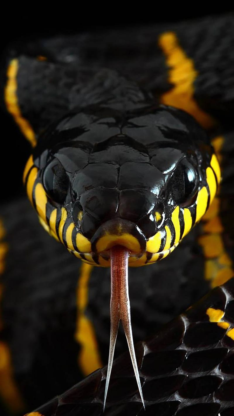 Snake, yellow, HD phone wallpaper