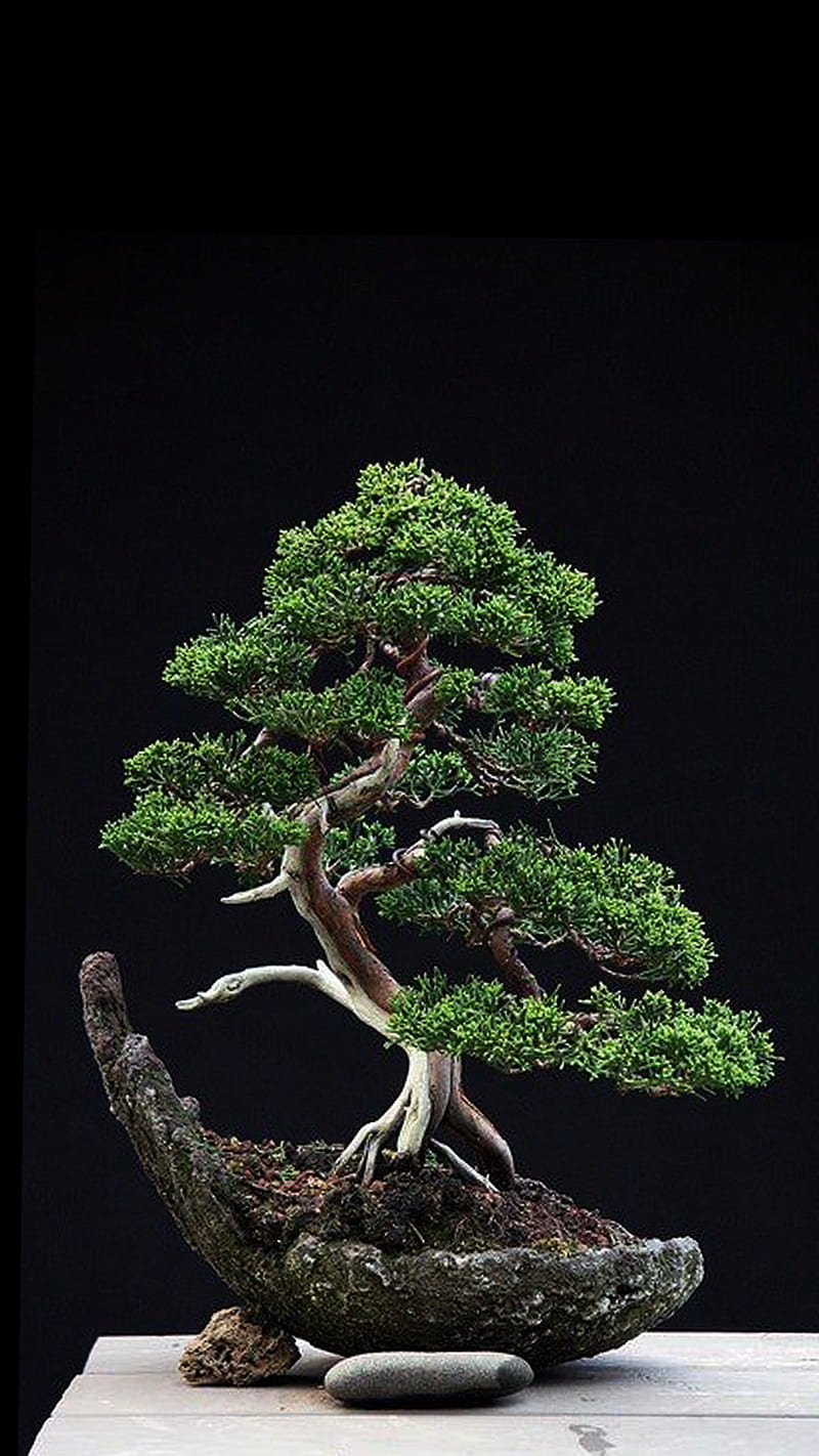 Amazing tree, black, bonsai, green, nature, rock, stone, tree, HD phone wallpaper