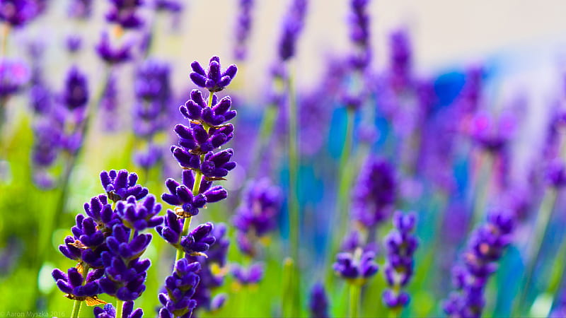 Lavanda flores plantas desenfoque de flores, Fondo de pantalla HD | Peakpx