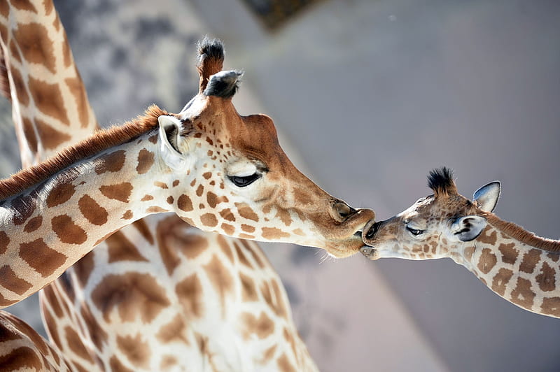 New baby kisses Mum, Kenai, Giraffe, Dioni, France, La Fleche, HD wallpaper
