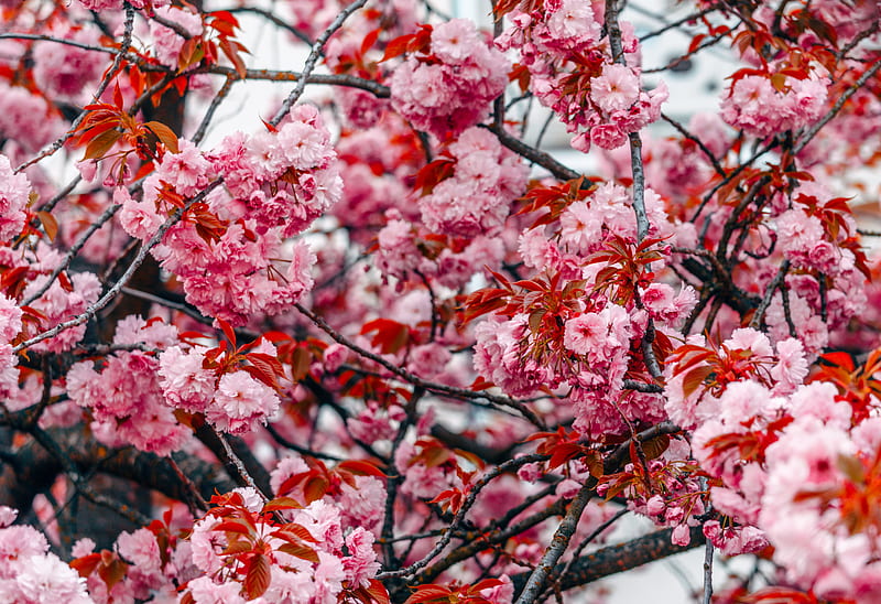 flowers, tree, pink, branches, blooms, spring, HD wallpaper
